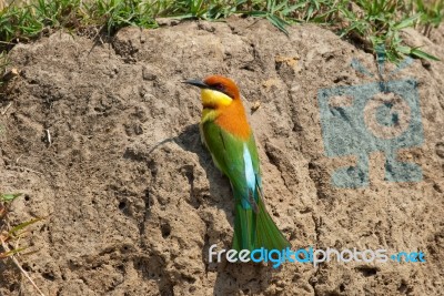 Chestnut Headed Bee Eater Stock Photo