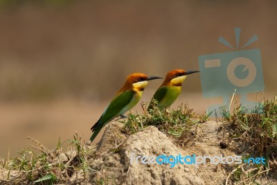 Chestnut Headed Bee Eater Stock Photo