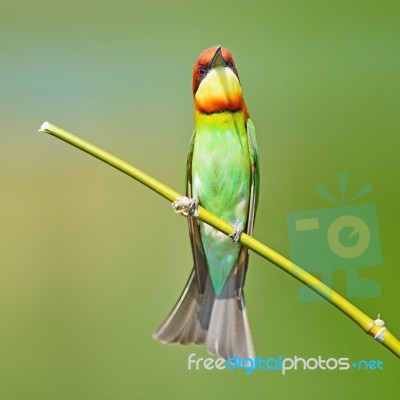 Chestnut-headed Bee-eater Stock Photo