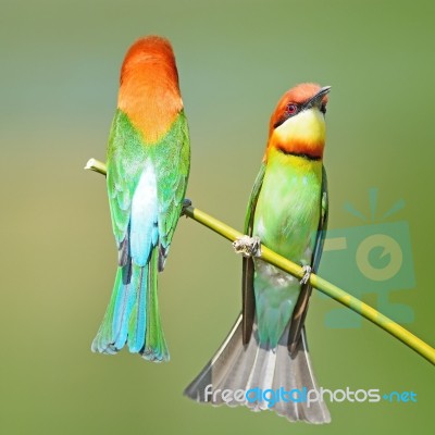 Chestnut-headed Bee-eater Stock Photo