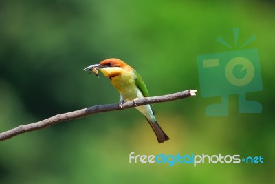 Chestnut Headed Bee Eater Stock Photo