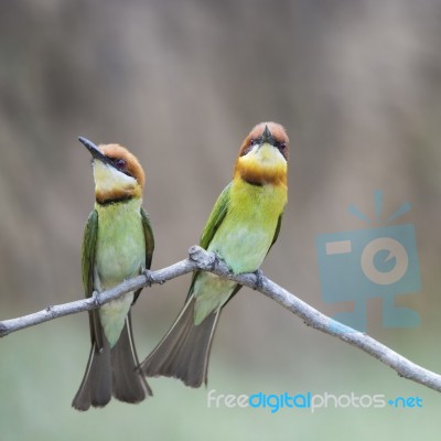 Chestnut-headed Bee-eater Stock Photo