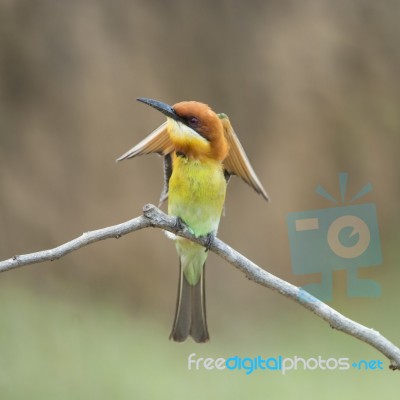 Chestnut-headed Bee-eater Stock Photo