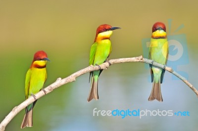 Chestnut-headed Bee-eater Bird Stock Photo