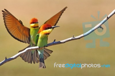 Chestnut-headed Bee Eater (merops Leschenaulti) Stock Photo