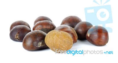 Chestnut Isolated On The White Background Stock Photo