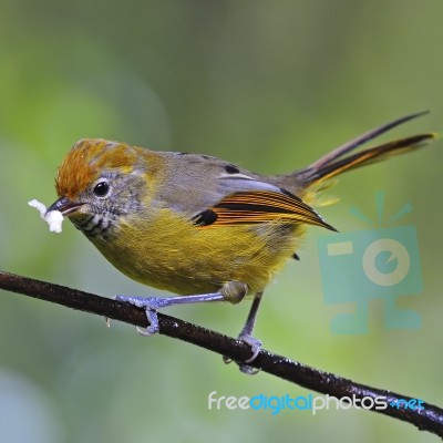 Chestnut-tailed Minla Stock Photo