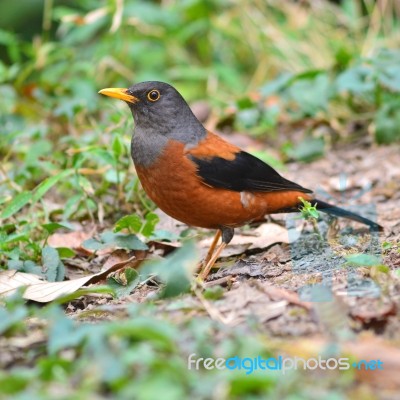 Chestnut Thrush Bird Stock Photo