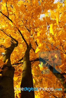 Chestnut With Yellow Leaves In Autumn Stock Photo