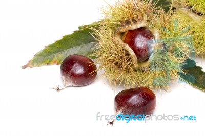 Chestnuts Isolated On A White Background Stock Photo