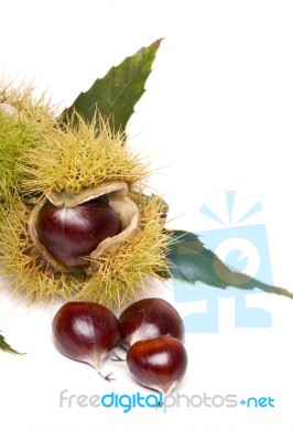 Chestnuts Isolated On A White Background Stock Photo