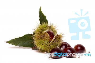 Chestnuts Isolated On A White Background Stock Photo