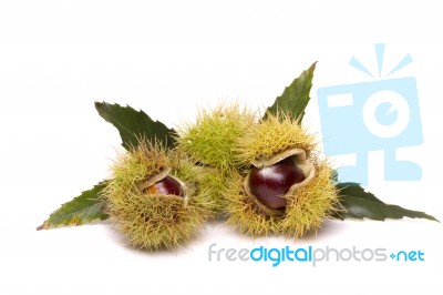 Chestnuts Isolated On A White Background Stock Photo