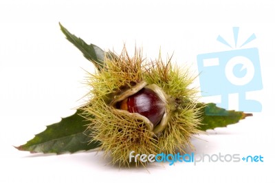 Chestnuts Isolated On A White Background Stock Photo