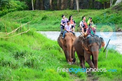 Chiang Mai,thailand - November 13, 2015:elephants And Mahouts, While Escorting Tourists To Ride Elephants Along The River In  Mae Wang Stock Photo