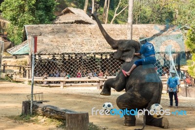 Chiangmai ,thailand - February 20 : Elephant Raise Forelegs , Bellow And Prepare To Kick Football On February 20 ,2016 At Mae Sa Elephant Camp ,chiangmai ,thailand Stock Photo