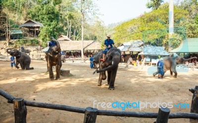 Chiangmai ,thailand - February 20 : Mahout Ride Elephant And Elephant Is Dancing On February 20 ,2016 At Mae Sa Elephant Camp ,chiangmai ,thailand Stock Photo