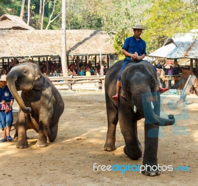 Chiangmai ,thailand - February 20 : Mahout Ride Elephant And Elephant Is Dancing On February 20 ,2016 At Mae Sa Elephant Camp ,chiangmai ,thailand Stock Photo