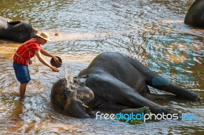 Chiangmai ,thailand - November 16 : Mahout Take A Bath Elephant Stock Photo