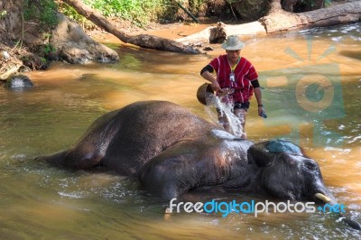 Chiangmai ,thailand - November 16 : Mahout Take A Bath Elephant Stock Photo