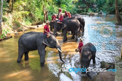 Chiangmai ,thailand - November 16 : Mahouts Ride A Elephants And… Stock Photo