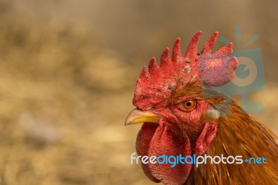 Chick, Chicken, Rooster Poultry Concept Stock Photo