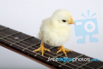 Chick Walking On Guitar Fingerboard Stock Photo