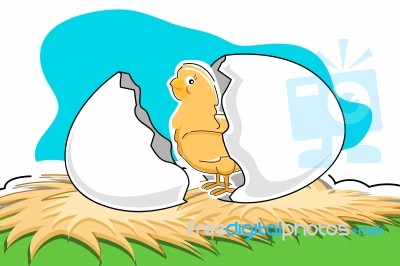 Chick With Broken Egg Stock Image