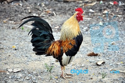 Chicken Stock Photo