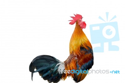 Chicken Bantam ,rooster Crowing Isolated On White Stock Photo