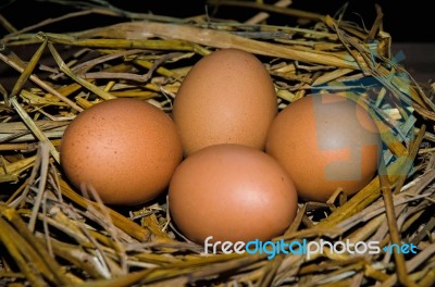 Chicken Eggs Stock Photo