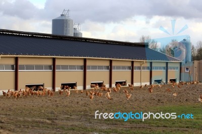 Chicken Farm Stock Photo