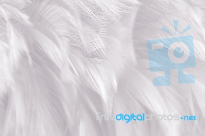 Chicken Feather Texture Background Style Vintage Color Trends Stock Photo