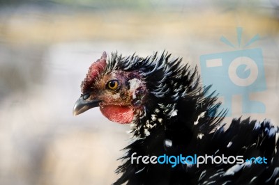 Chicken Head Stock Photo