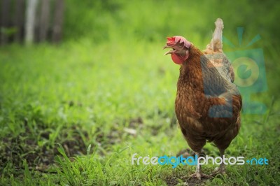 Chicken In Farm Stock Photo