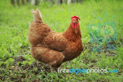 Chicken In Farm Stock Photo