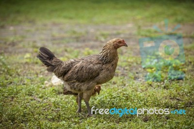 Chicken In The Garden Stock Photo