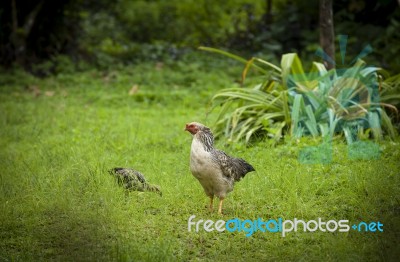 Chicken In The Garden Stock Photo