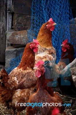 Chicken On The Lookout Stock Photo