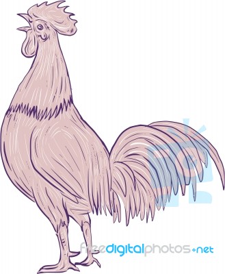 Chicken Rooster Crowing Side Drawing Stock Image