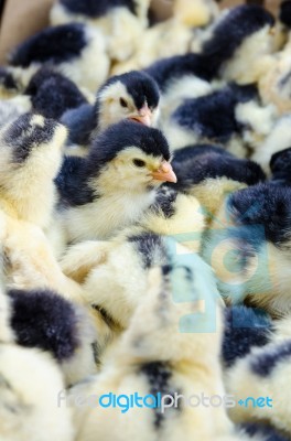 Chicks For Sale Stock Photo