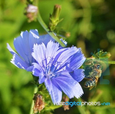 Chicory And Bee Stock Photo