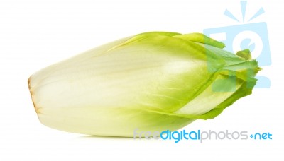 Chicory  Isolated On A White Background Stock Photo