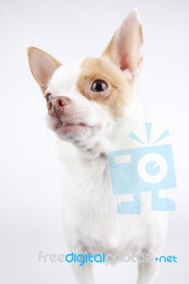 Chihuahua Stock Photo