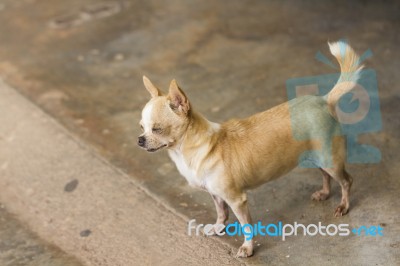 Chihuahua Dog Stock Photo