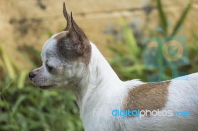 Chihuahua Dog Stock Photo