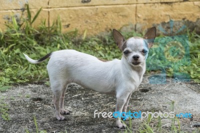 Chihuahua Dog Stock Photo