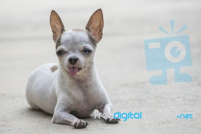 Chihuahua Dog Stock Photo