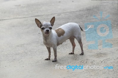 Chihuahua Dog Stock Photo