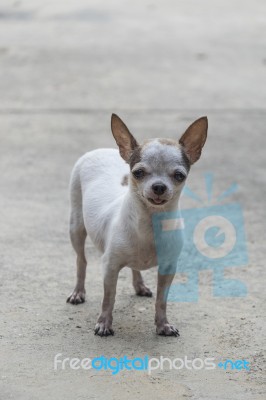 Chihuahua Dog Stock Photo